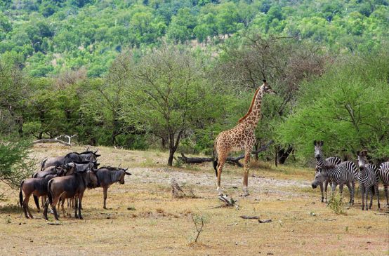 Gnous, girafe et zèbres autour d'un point d'eau dans la réserve de gibier de Selous