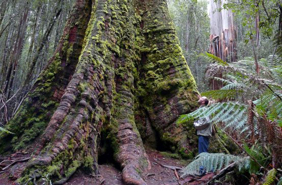 Un homme de profil au pied d’un arbre regarde vers le ciel, écrasé par l’immensité d’un eucalyptus géant