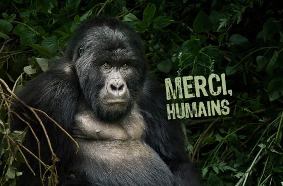 Une photo de gorille sur laquelle est écrit « Merci, humains »