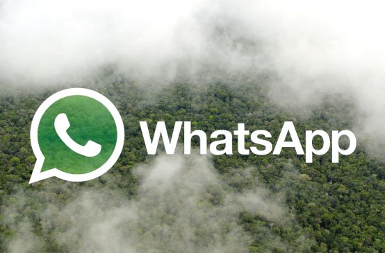 Le logo de WhatsApp avec des forêts tropicales en arrière plan