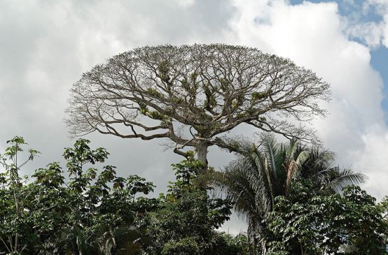 Vue sur la canopée à l’intérieur du Parc national Yasuni en Equateur