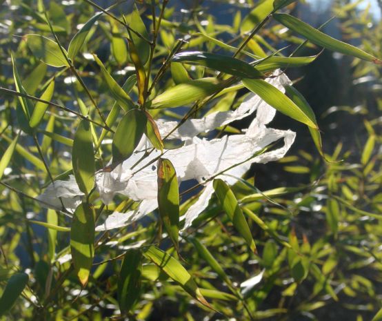 Un sac en plastique accroché à un arbre