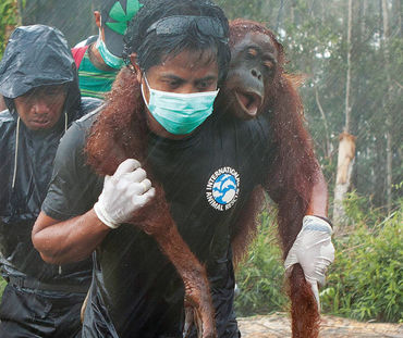 Sur fond de forêt défrichée, l'air grave, trois hommes portent secours à un orang-outan. L'un le transporte sur ses épaules, très concentré malgré la pluie