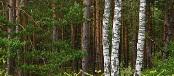 Forêt de Fontainebleau Forêt de Fontainebleau
