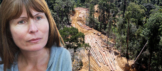 Photomontage : la rédactrice en chef du site Sarawak Report avec pour arrière plan une photo aérienne de déforestation