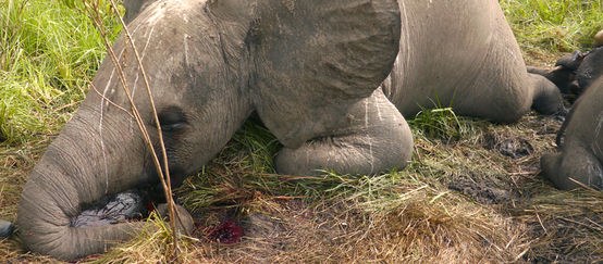 Spectacle macabre avec le cadavre d’un éléphanteau gisant au sol. Une flaque de sang est visible sous sa tête d’où les défenses ont été arrachées.