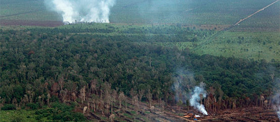 Vue aérienne d’un paysage composé de tourbières en train d’être incendiées et de cultures d’huile de palme en arrière plan