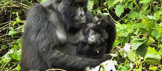 Dans une clairière, une gorille femelle tient son bébé dans ses bras