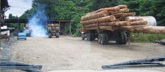 Camions transportant du bois coupé illégalement dans l'état de Sabah en Malaisie (Source: BMF) (© BMF) Un camion avec un chargement de troncs d'arbres coupés roule sur une route en terre au milieu de la forêt