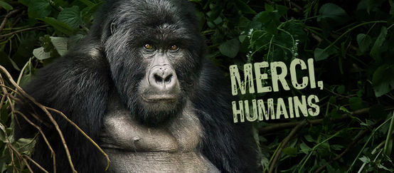 Une photo de gorille sur laquelle est écrit « Merci, humains »