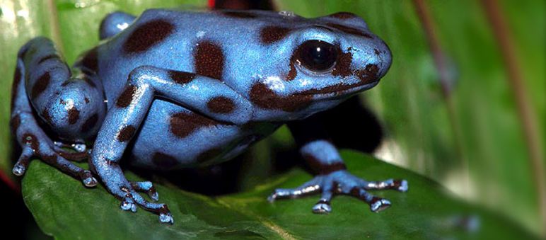 Grenouille bleue tachetée de noir sur une feuille