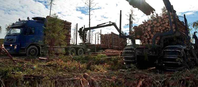 Une image qui va bientôt appartenir au passé : l’abattage par IKEA d’arbres centenaires dans les forêts boréales de Carélie En haut : photo - dans un paysage déboisé une abatteuse, au premier plan, charge un camion de troncs d'arbres. En bas : sur fond blanc, logo de IKEA à droite, à gauche en gros le mot « CHUT ! » et en dessous les mots « déforester, communiquer, profiter »