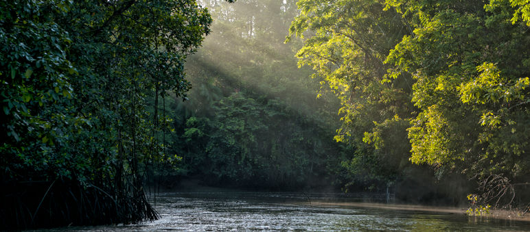 Les rayons du soleil filtrés par les branchages d'arbres se reflètent sur une rivière au coeur de la forêt tropicale