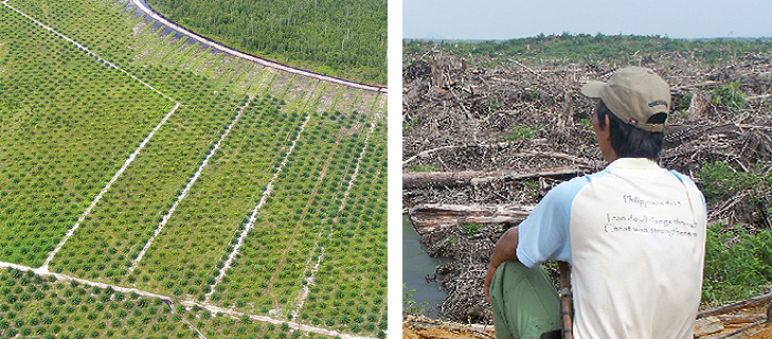 L'huile de palme détruit les forêts tropicales et les moyens de subsistances de ses habitants Montage de deux photos. À gauche : une vue aérienne sur des plantations de palmiers à huile et un petit bout restant de forêt tropicales. À droite : un homme assis et de dos contemple le paysage désertique de la forêt dévastée