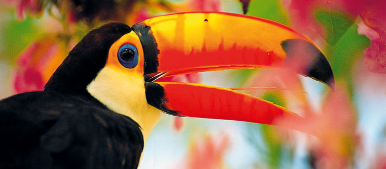 Toucan vu de profil