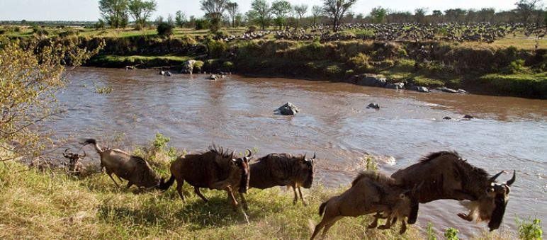 Un troupeau de gnous en liberté dans le Parc national du Serengeti Des gnous courent et sautent le long d’une rivière dans le Serengeti