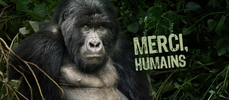…pour la préservation de ma magnifique forêt Une photo de gorille sur laquelle est écrit « Merci, humains »