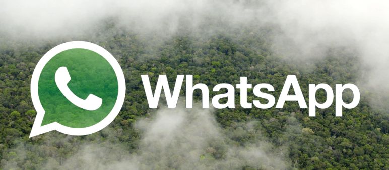 WhatsApp peut aider à trouver de nouveaux soutiens pour la protection des forêts tropicales ! Le logo de WhatsApp avec des forêts tropicales en arrière plan
