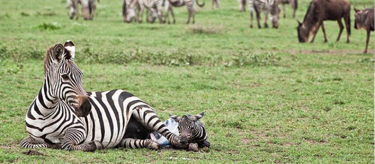 Une mère zèbre et son poulain, dont les vies seraient en danger si une route venait à traverser le Serengeti. (Photo : Xavier Surinyach Mateu) Allongés dans l'herbe : une mère zèbre et son petit poulain blotti contre elle