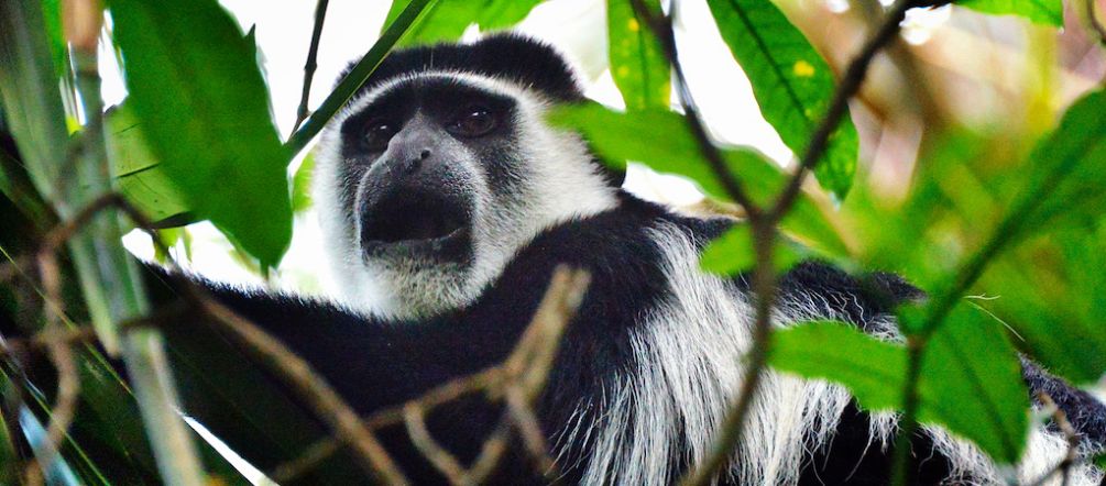 L’habitat des singes colobe est menacé par les cultures industrielles d’huile de palme Un singe colobe dans les branchages d'un arbre