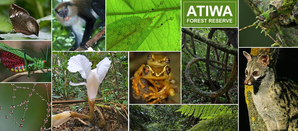 Primates, papillons, insectes, amphibiens, oiseaux, plantes luxuriantes, ...: la forêt d’Atiwa est le foyer d’une biodiversité rare et parfois endémique