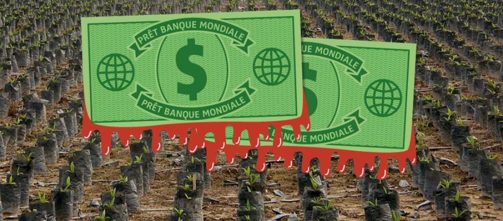 Les dollars de la Banque mondiale financent les déserts verts de palmiers à huile au Honduras Photomontage. Au premier plan, des dollars de la Banque mondiale tachés de sang- À l'arrière plan, vue aérienne sur une monoculture de palmiers à huile