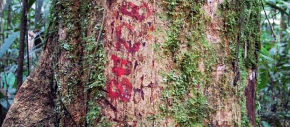 Tronc d'arbre marqué de rouge dans la forêt tropicale
