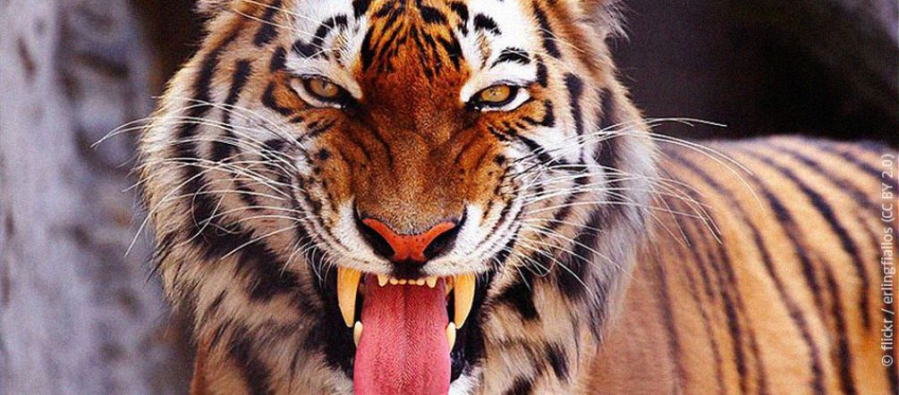 L’unesco alerte aussi sur la destruction de l’habitat du tigre du Bengale Un tigre du Bengale gueule ouverte montre ses crocs