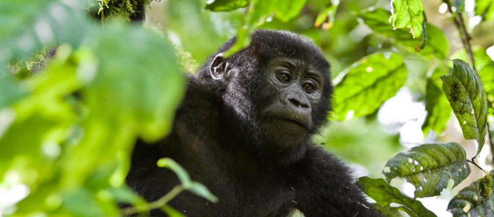 Les gorilles de montagne ne peuvent survivre que dans des forêts strictement protégées Gorille