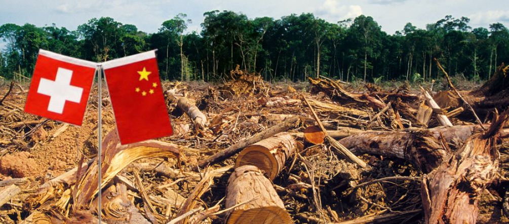 Drapeaux de la Suisse et de la Chine plantés au milieu d'une zone forestère défrichée