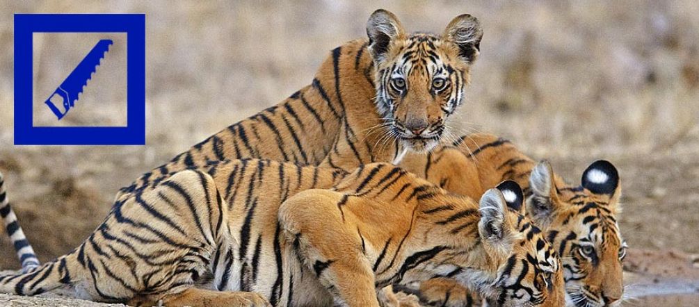 Les tigres ont besoin de vastes territoires pour survivre Trois tigres du Bengale autour d'un point d'eau