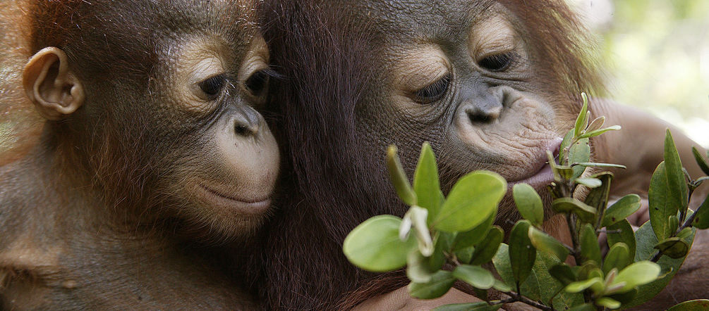 Deux jeunes orangs-outans dans la forêt tropicale humide de Sumatra