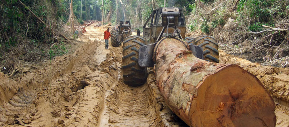 Défrichages dans les forêts boréales russes Des engins de chantiers tirent des troncs d’arbres abattus dans des forêts primaires