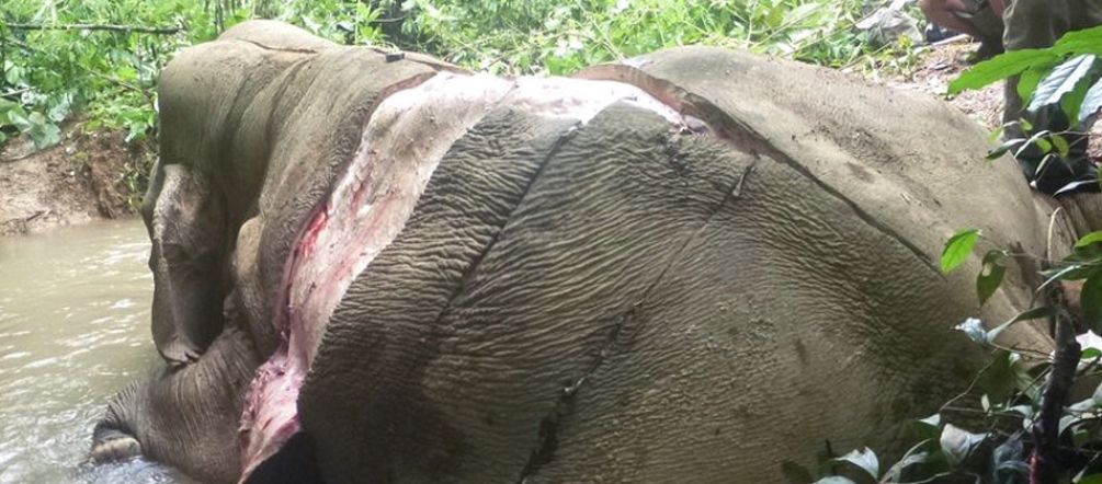 Les éléphants d’Asie sont aussi braconnés pour leur peau en Birmanie La carcasse écorchée d’un éléphant dans la jungle de Birmanie (Myanmar)