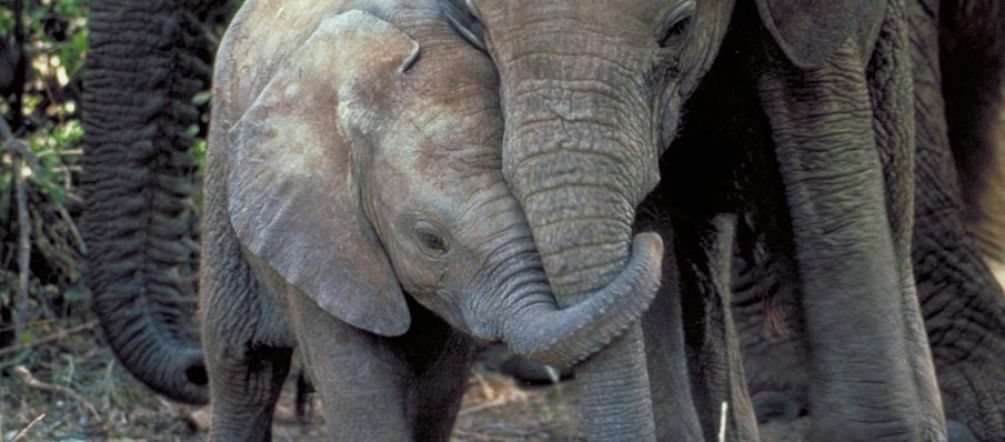Enfin un signe d’espoir pour les éléphants d’Afrique ? Une femelle éléphant et son petit éléphanteau tête contre tête, la trompe nouée