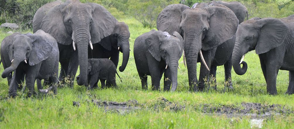 Les éléphanteaux ont besoin de leur famille Un bébé éléphant entoure tendrement sa trompe au tour de celle de sa mère en Afrique