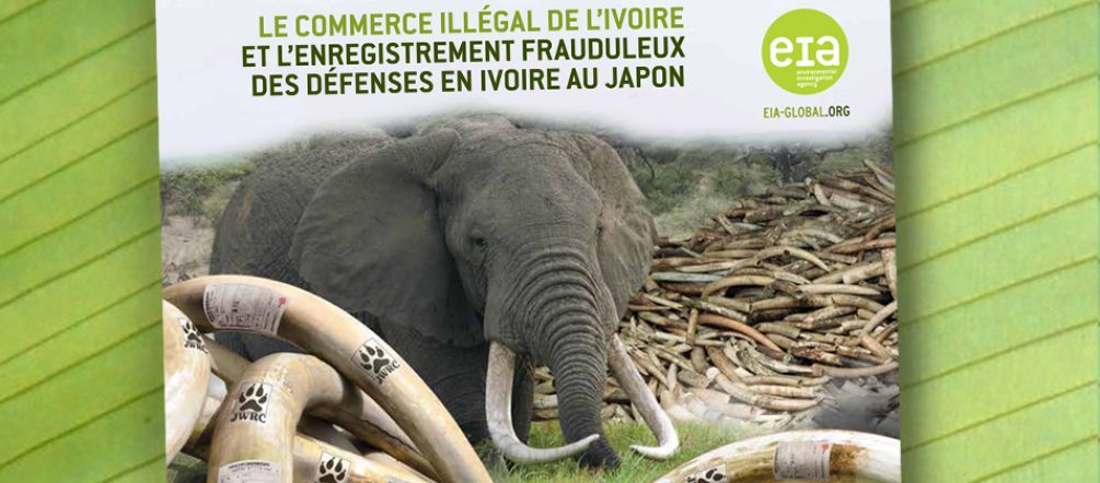 Yahoo! se rend complice du braconnage des éléphants Couverture de l'étude « Le commerce illégal de L’ivoire et l’enregistrement frauduleux des défenses en ivoire au Japon », publiée par l’Environmental Investigation Agency (EIA)