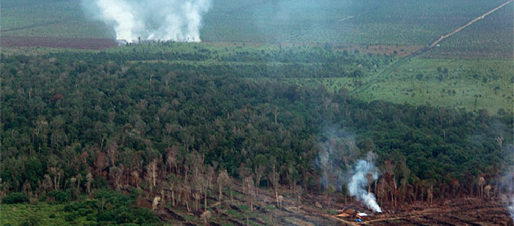 Plus de 100 incendies ont été allumés dans la forêt de Tripa Vue aérienne d’un paysage composé de tourbières en train d’être incendiées et de cultures d’huile de palme en arrière plan