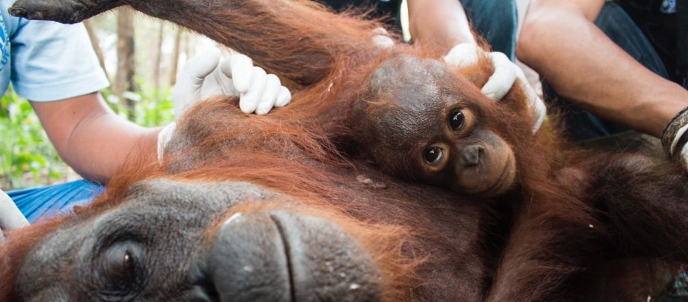 Le soutien aux biocarburants, une politique contre l’homme et la nature Une femelle orang-outan et son petit en train d’être secourue par une équipe de médecins