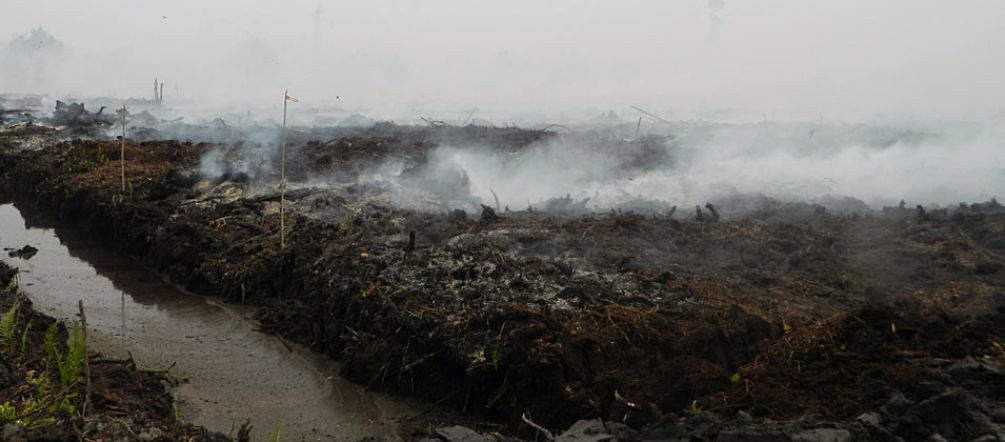 Feu et fumée dans la tourbière drainée de la plantation de l’entreprise d’huile de palme PEAK dans le district de Katingan (province du Kalimantan central)
