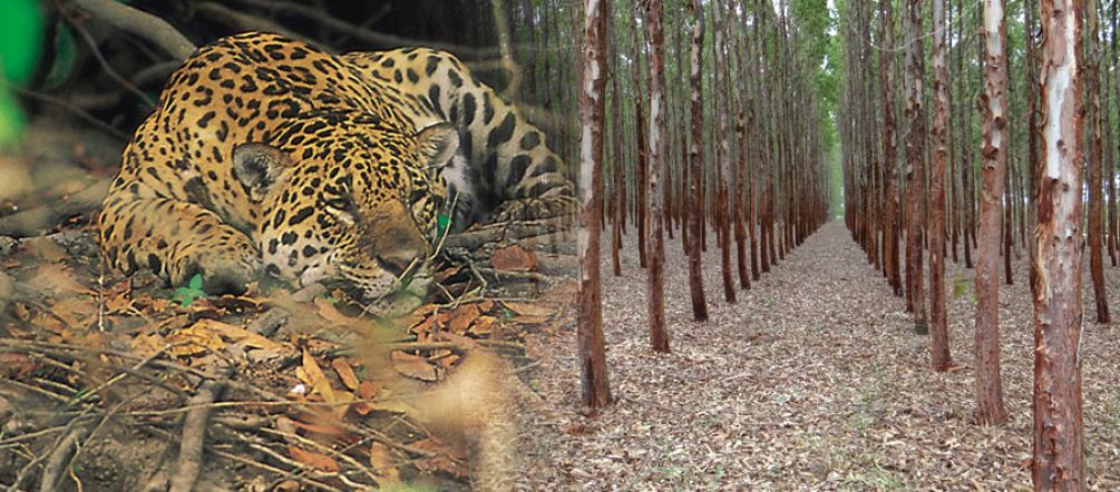 Aucune place pour l'homme et la faune : les plantations d'eucalyptus sont un désert vert Une monoculture industrielle où des centaines d'eucalyptus poussent dans une trame qui semble infinie
