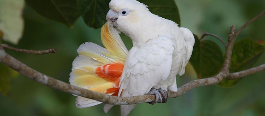 Il en va de la survie du cacatoès des Philippines Un cacatoès des Philippines fait sa toilette sur une branche. Ses plumes sont blanches à l'exception de la face intérieure de sa queue qui est rouge