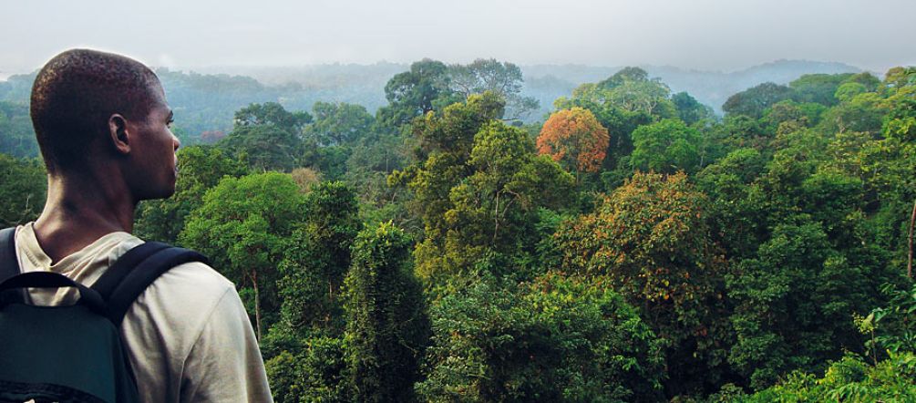 Les forêts tropicales recouvrent encore la plus grande partie du Cameroun Un homme de dos observe la canopée de la forêt tropicale humide camerounaise