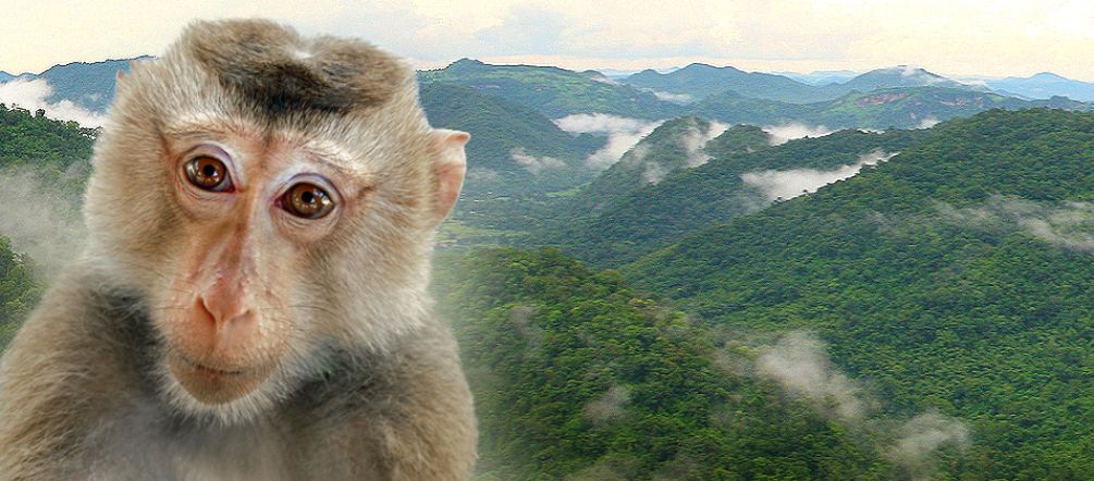Un Singe nous regarde l’air inquiet avec en arrière plan les forêts du Complexe forestier de Dong Phayayen-Khao Yai en Thaïlande