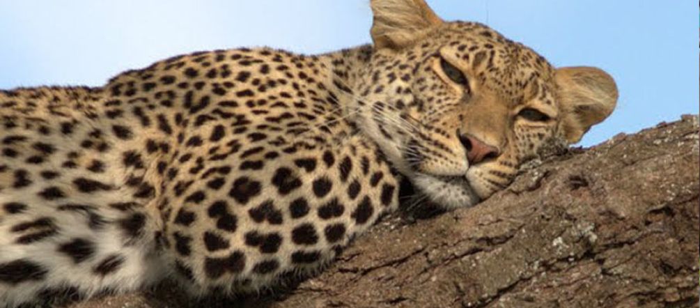 Le léopard de Selous est aussi potentiellement en danger