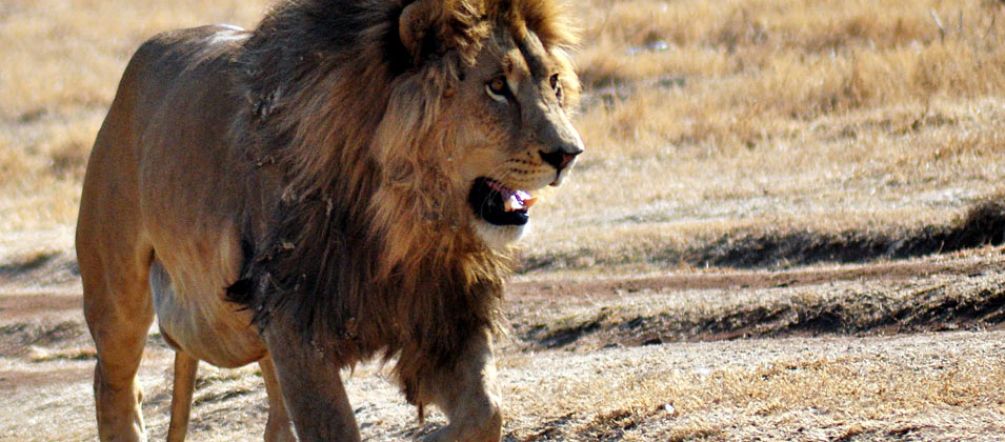 Les amateurs de gros gibiers tuent les lions - Tête et peau constituent leurs macabres trophées