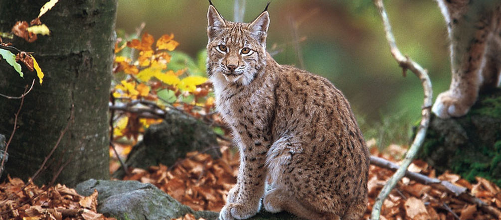 Le lynx des Balkans est menacé par un projet de barrages Un lynx des Balkans assis au milieu de la forêt nous fixe tendrement