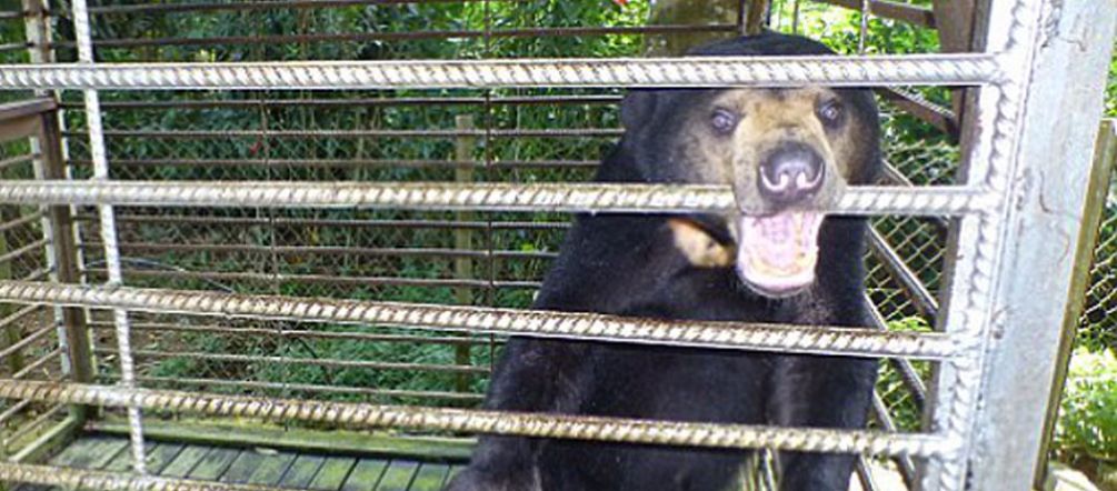 Rien ne peut justifier cela Un ours malais dans une cage exigüe dans l’État de Sabah en Malaisie