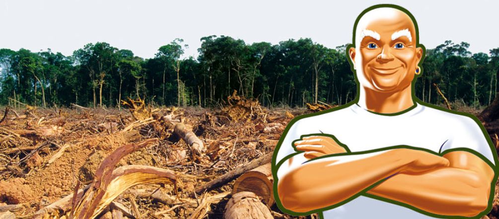 Procter & Gamble acceptera d'acheter de l’huile de palme issue de la déforestation jusqu'en 2020 Photomontage : Mr Propre pose fièrement devant une forêt défrichée