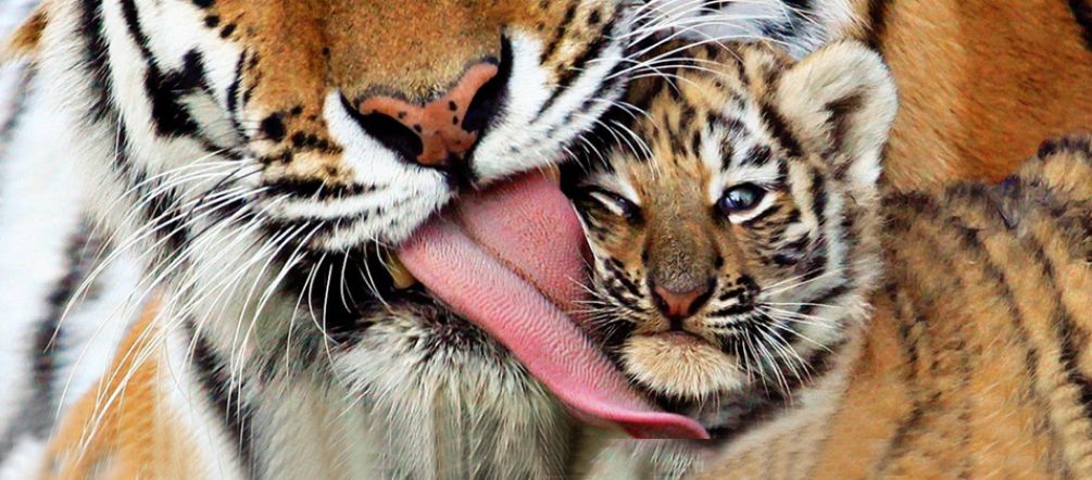 Gros plan sur un tigre léchant la tête de son petit tigron